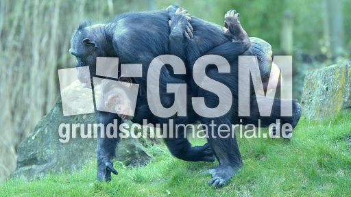 Schimpanse (2).jpg